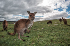 Where the wild things are: why you must visit...
